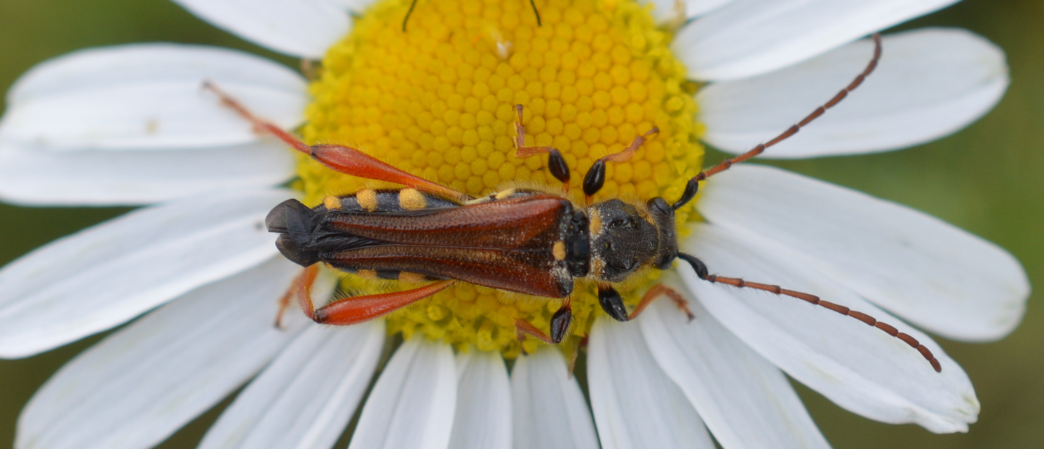 Stenopterus rufus - tarkacsápú keskenyfedőscincér