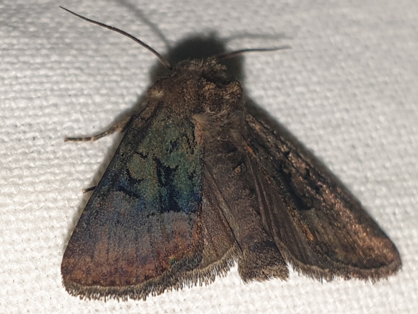 Oligia latruncula - fekete dudvabagoly