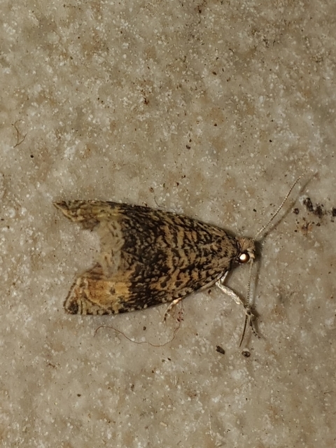 Celypha lacunana - vízparti tükrösmoly