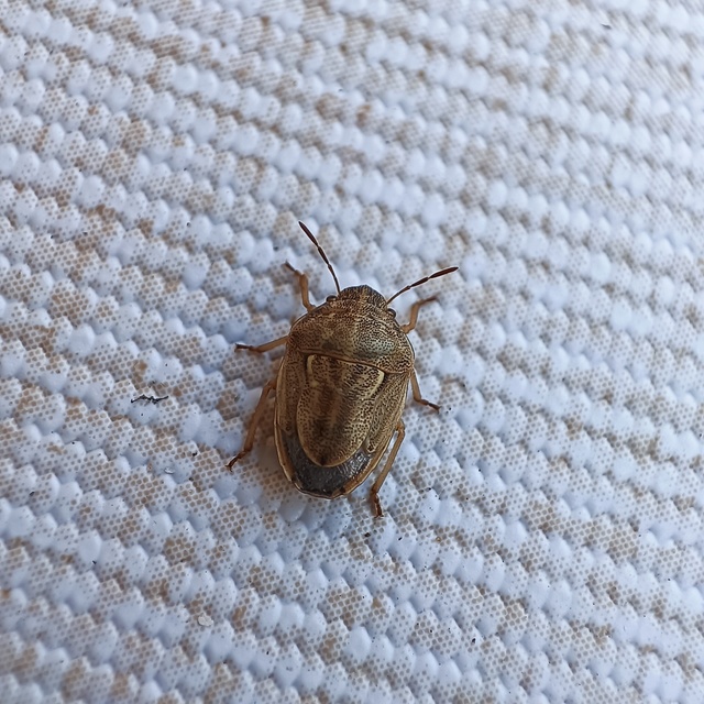 Neottiglossa leporina - sárgahasú címerespoloska Neottiglossa leporina - sárgahasú címerespoloska