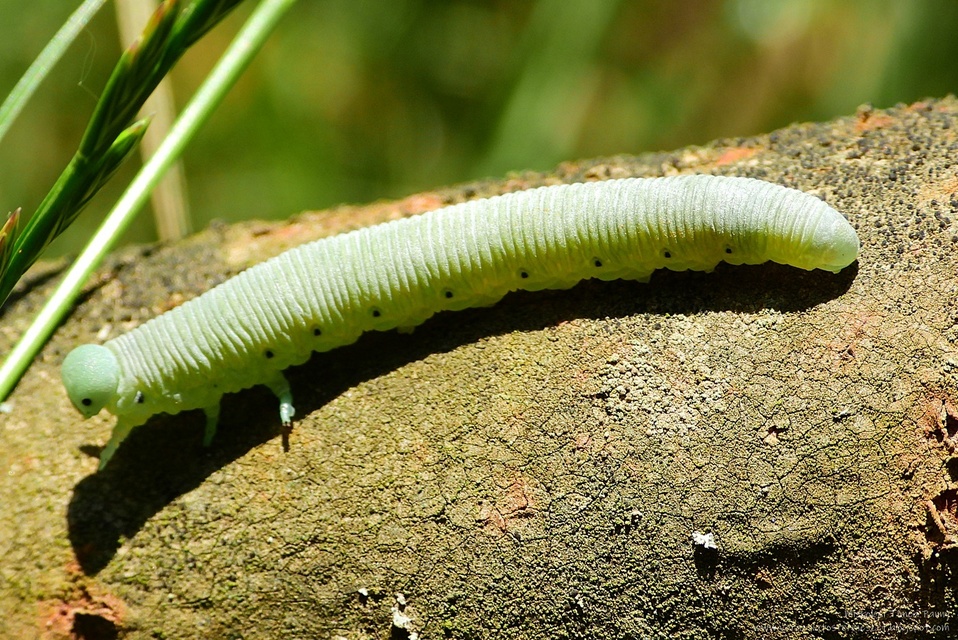 Pseudoclavellaria amerinae - óriás szőrösbuzogányos
