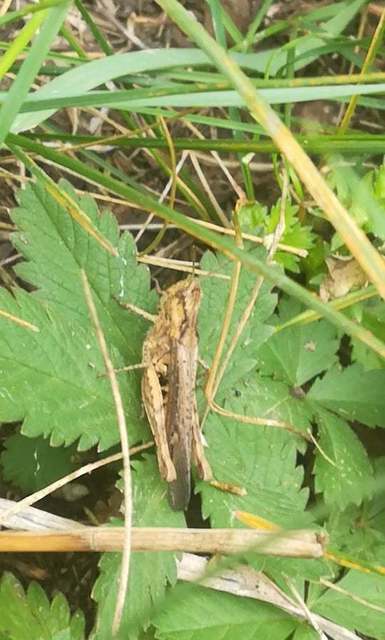 Chorthippus (Glyptobothrus) (subgenus)