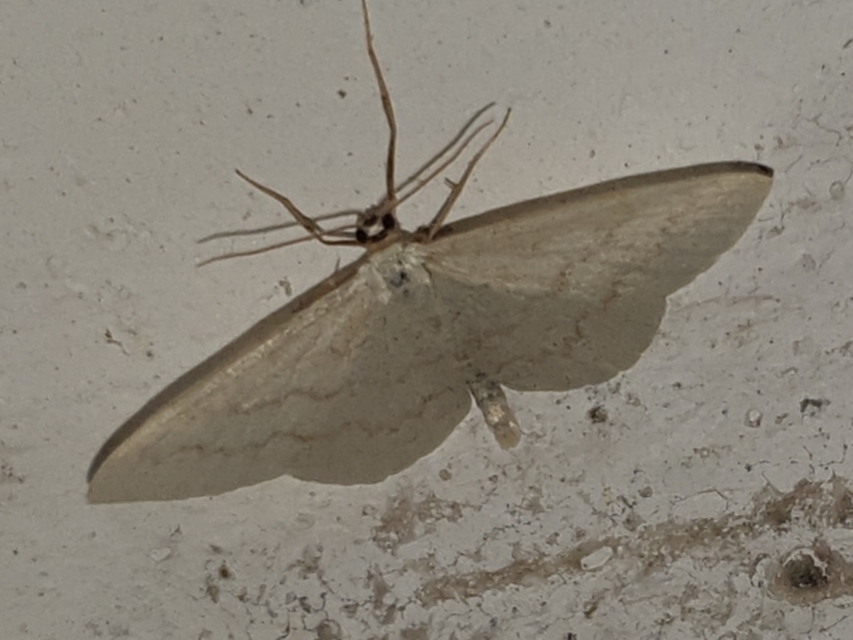 Scopula floslactata - tejfehér sávosaraszoló
