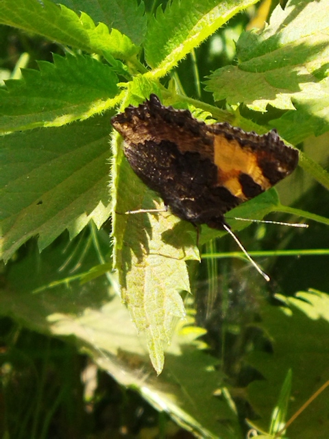 Nymphalis urticae - kis rókalepke