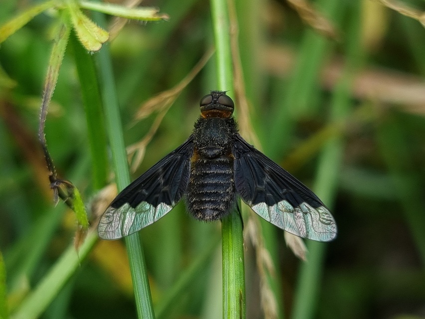 Hemipenthes morio - közönséges gyászlégy