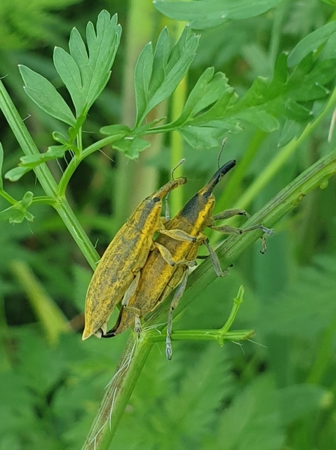 Lixus iridis - bürökfúró dudvabarkó