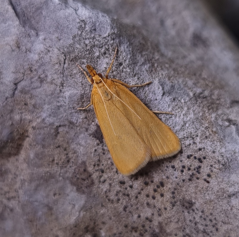 Cholius luteolaris - sárga mohailonca