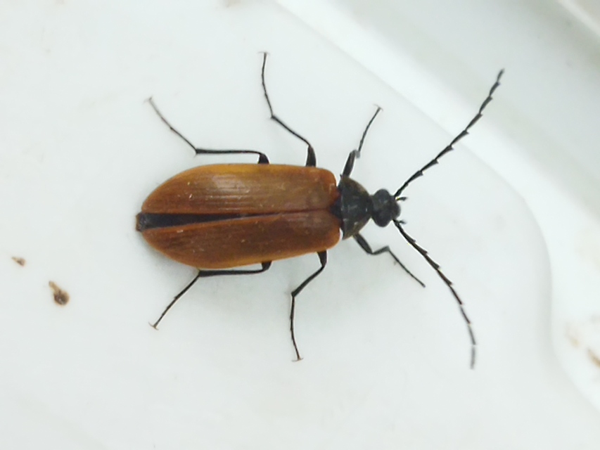 Pseudocistela ceramboides - narancssárga alkonybogár