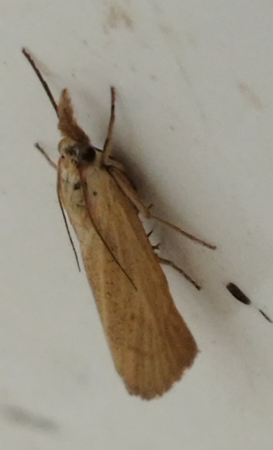 Pediasia luteella - agyagsárga fűgyökérmoly