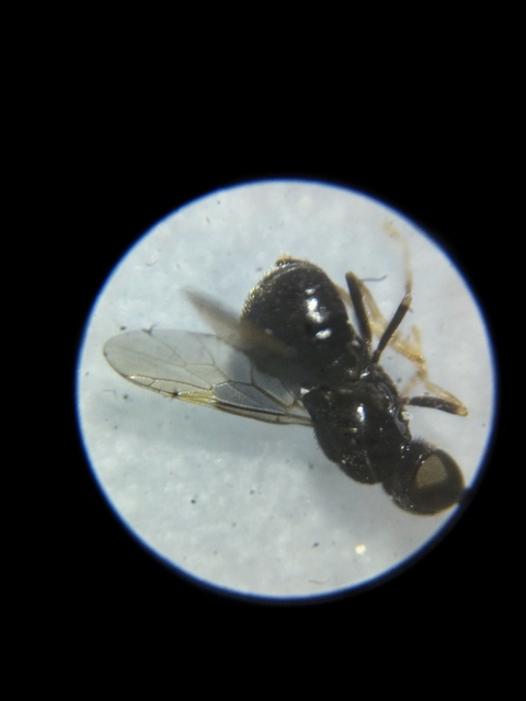 Pachygastrinae