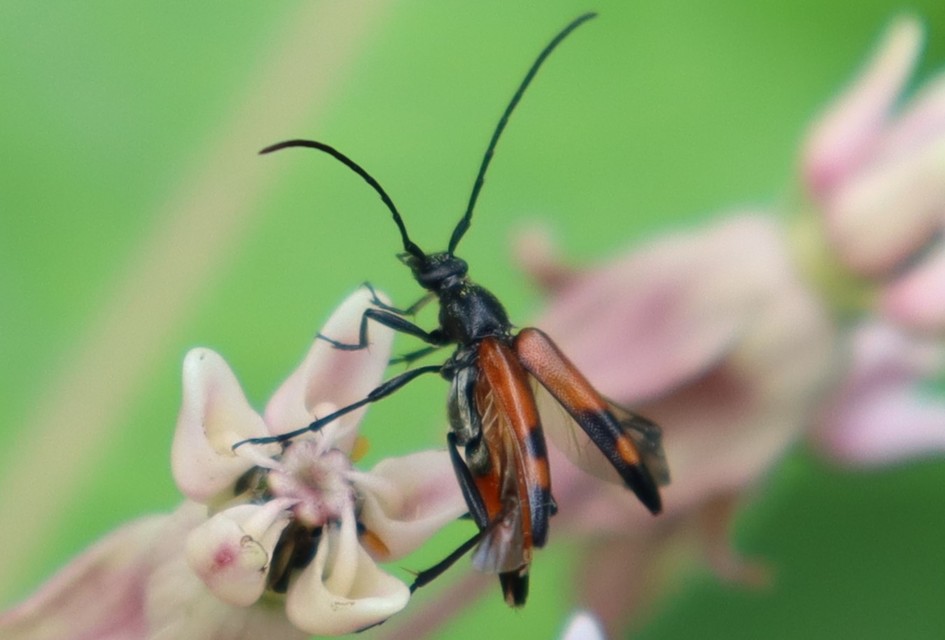 Stenurella bifasciata - kétöves karcsúcincér
