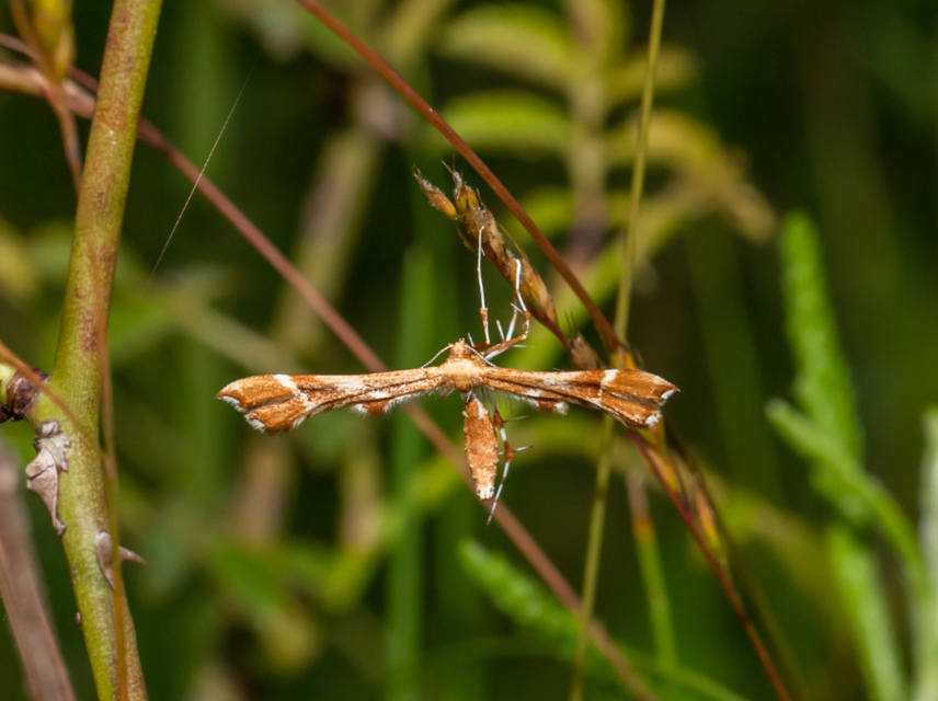 Cnaemidophorus rhododactyla - rózsabogyó-tollasmoly