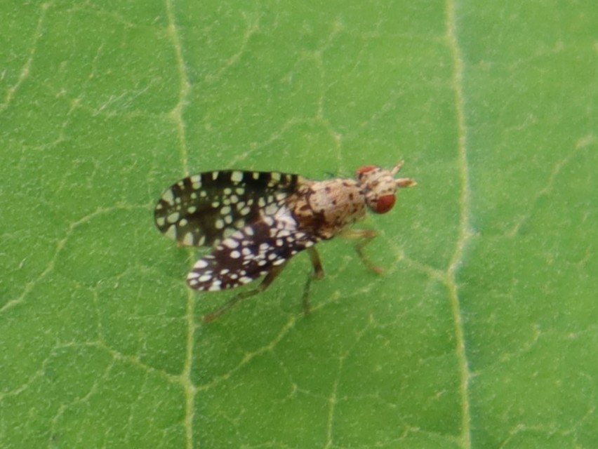 Trypetoptera punctulata - pirosszemű szarvaslégy