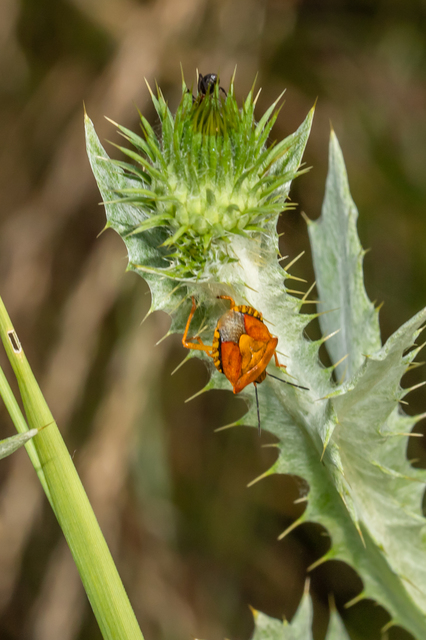 Carpocoris Carpocoris