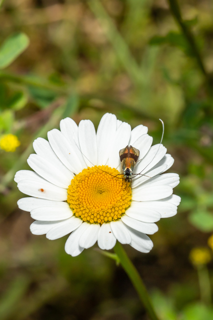 Nemophora