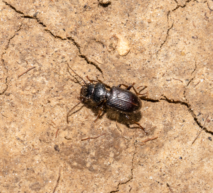 Dixus clypeatus - pajzsosnyakú futó