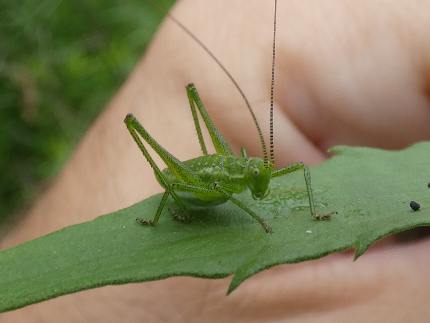 Leptophyes albovittata - közönséges virágszöcske