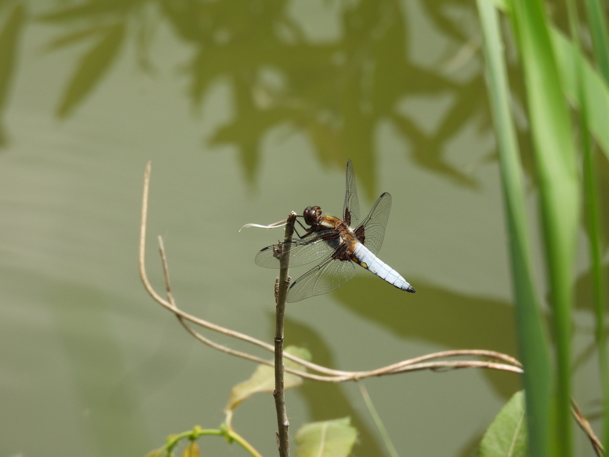 Libellula depressa - széles laposacsa