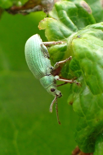 Phyllobius virideaeris - halványzöld levélormányos