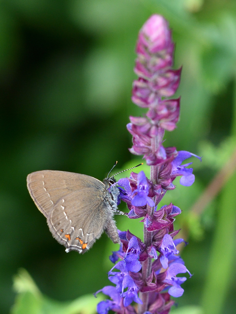 Satyrium ilicis - tölgyfa-csücsköslepke