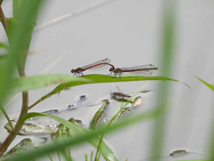 Pyrrhosoma nymphula interposita - vörös légivadász