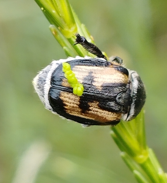 Anisoplia agricola - keresztes szipoly Anisoplia agricola - keresztes szipoly