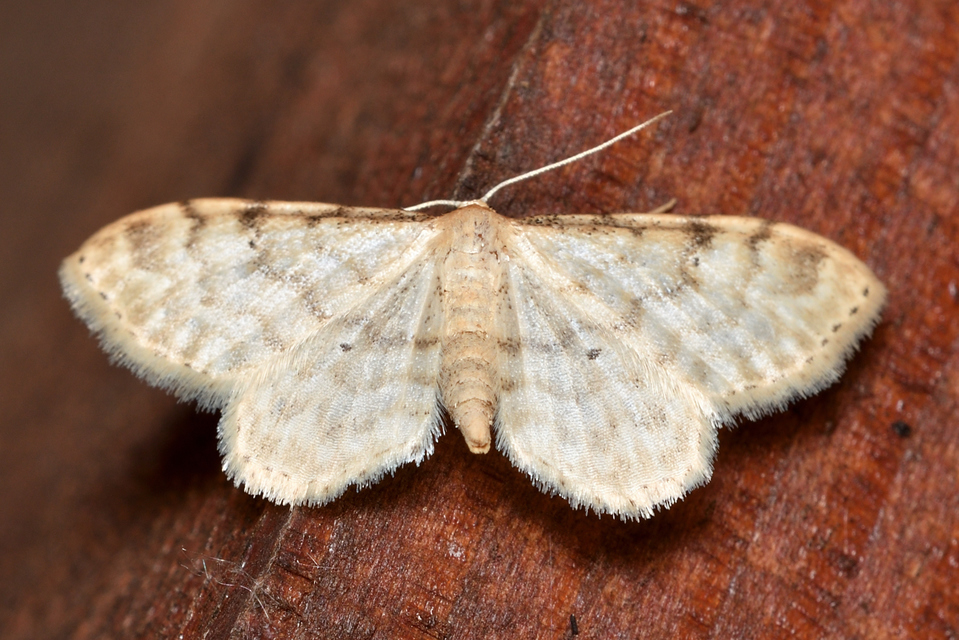 Idaea fuscovenosa - szürkeszélű apróaraszoló