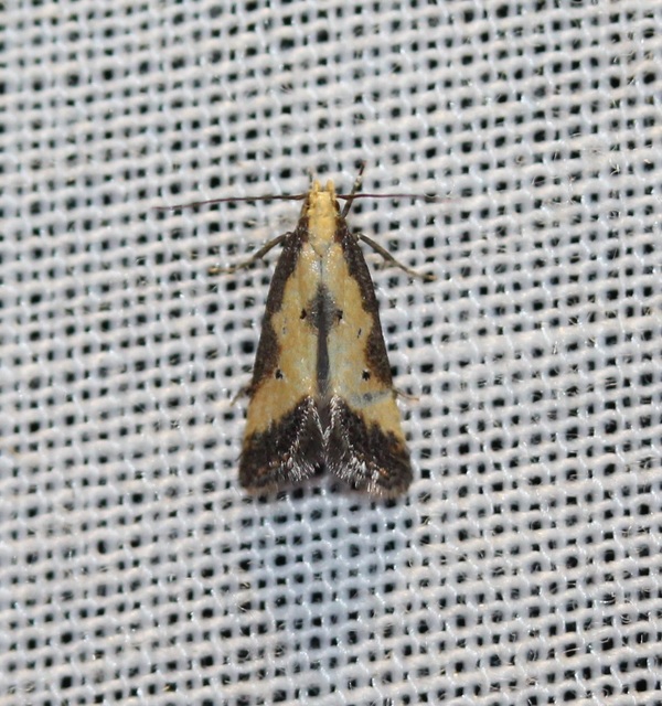 Brachmia dimidiella - citromkocsord-lápimoly