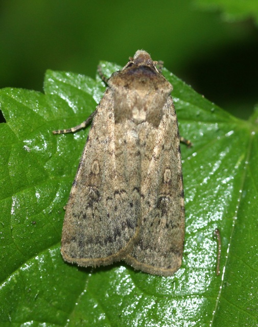 Rhyacia simulans - hamvas földibagoly