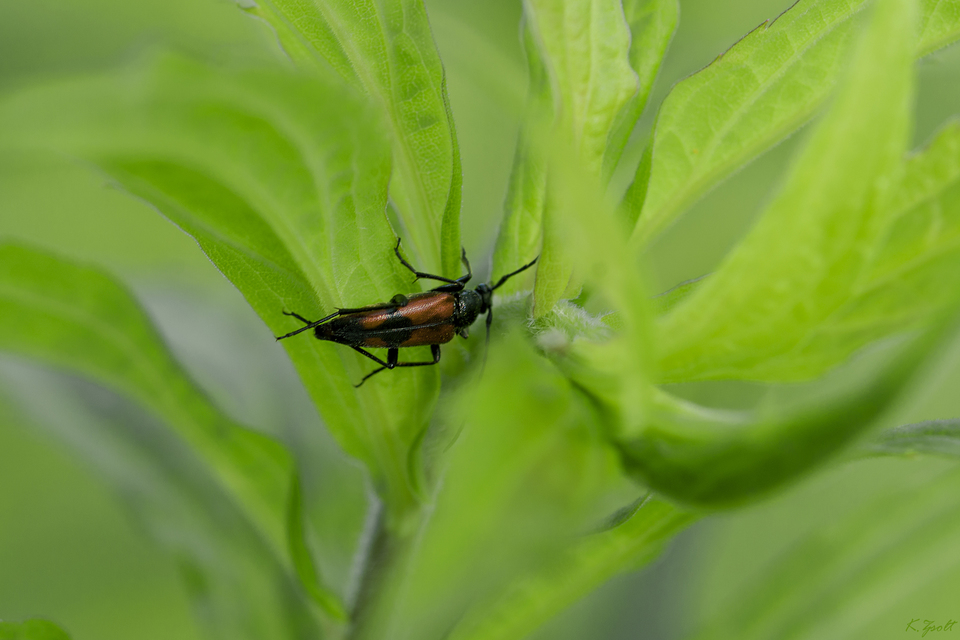 Stenurella bifasciata - kétöves karcsúcincér