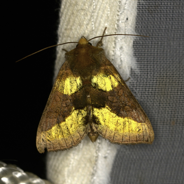 Diachrysia chrysitis - aranybagoly