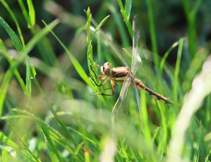 Orthetrum albistylum - fehérfarkú pásztorszitakötő