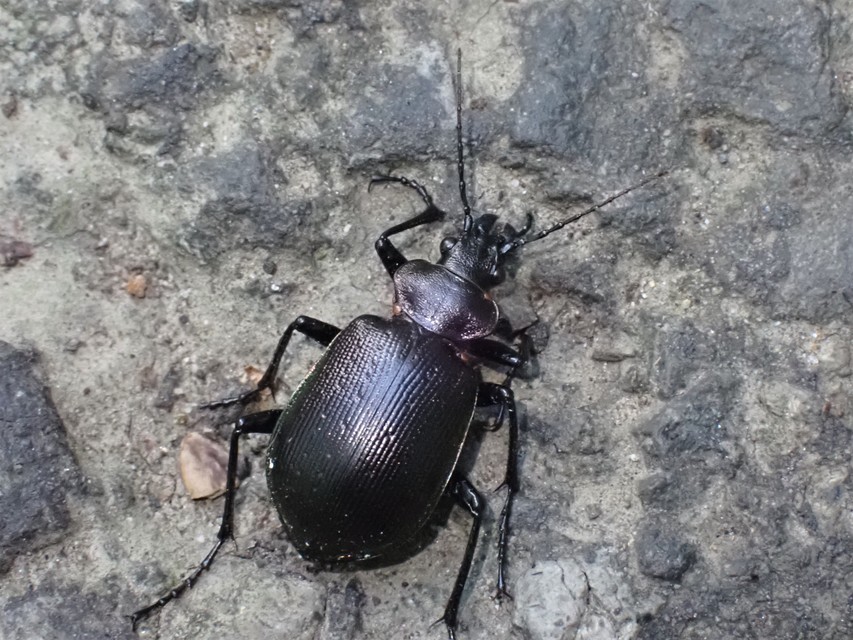 Calosoma inquisitor - kis bábrabló