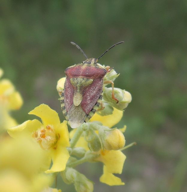 Carpocoris Carpocoris