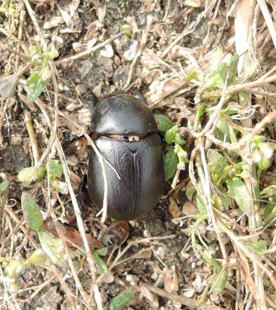 Pentodon idiota - butabogár