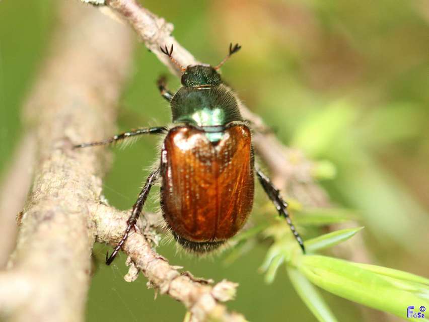 Phyllopertha horticola - kerti szipoly