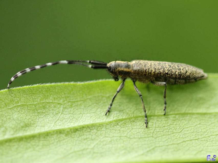 Agapanthia villosoviridescens - fehérgyűrűs bogáncscincér