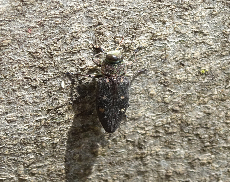 Chrysobothris affinis - aranypettyes díszbogár