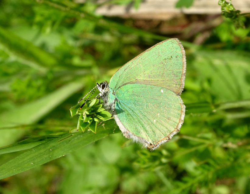 Callophrys rubi - zöldfonákú lepke