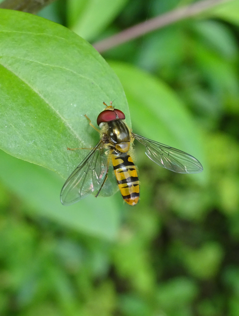 Episyrphus balteatus - ékfoltos zengőlégy
