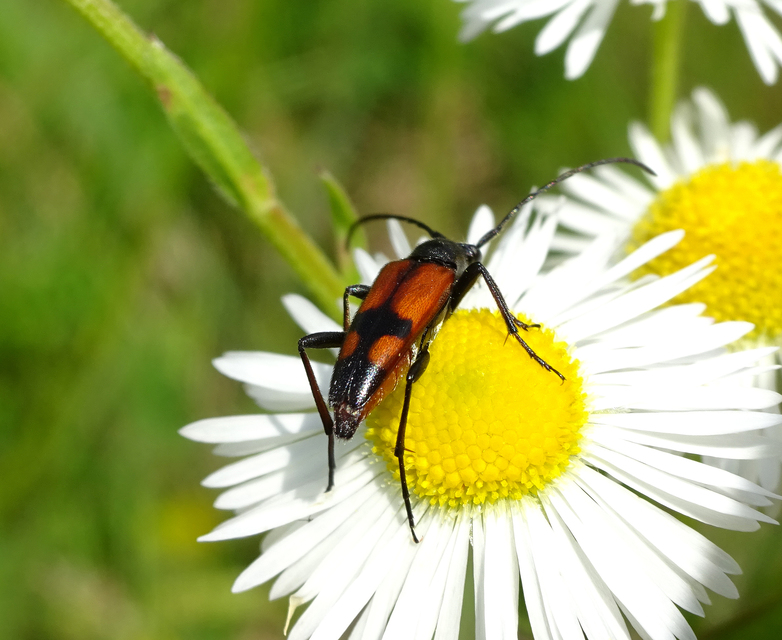 Stenurella bifasciata - kétöves karcsúcincér