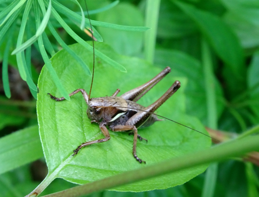 Pholidoptera aptera - nagy avarszöcske