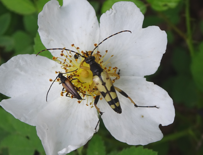 Rutpela maculata - tarkacsápú karcsúcincér