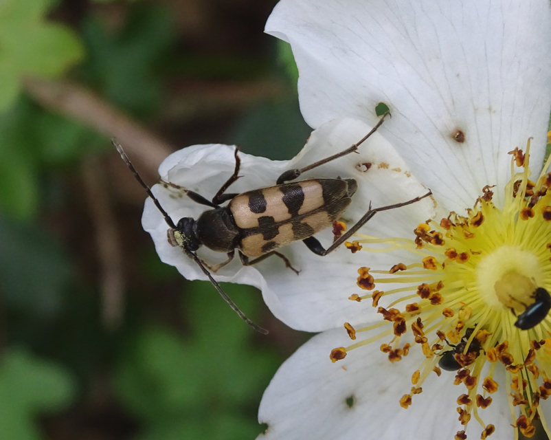 Pachytodes erraticus - rajzos virágcincér