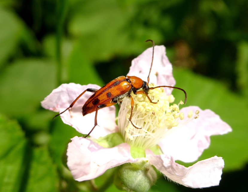 Stenurella septempunctata - hétpettyes karcsúcincér
