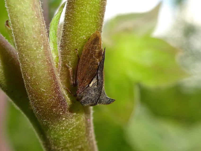 Centrotus cornutus - szarvaskabóca