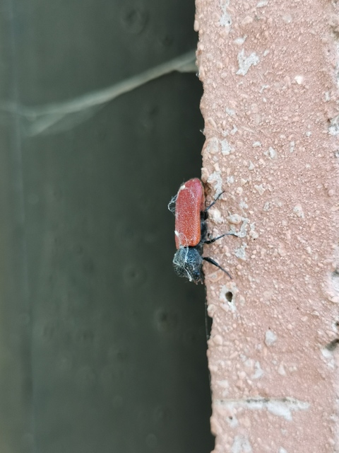 Bostrichus capucinus - piros csuklyásszú