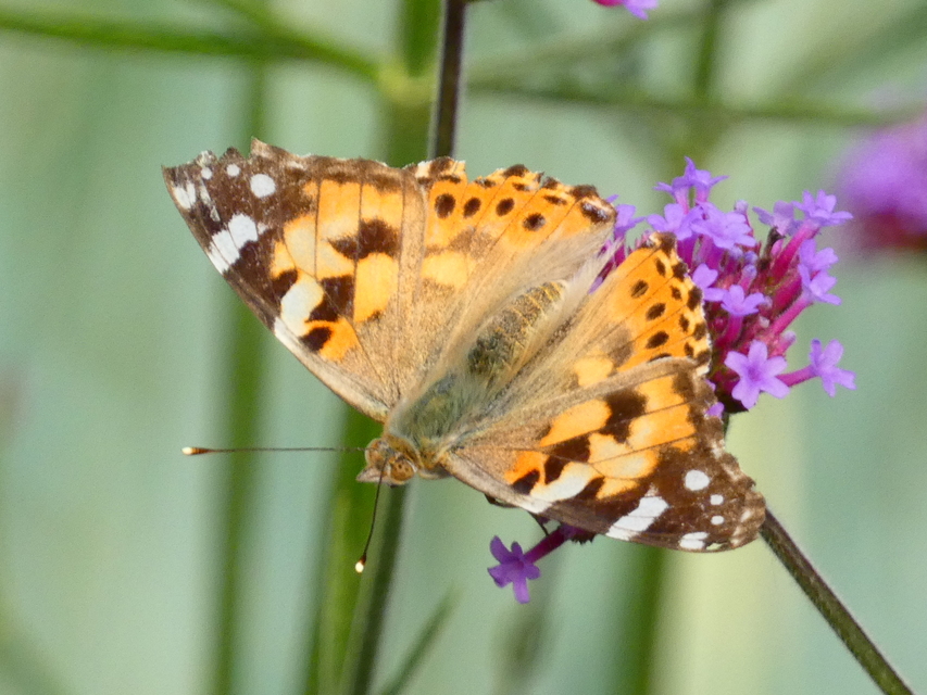Vanessa cardui - bogáncslepke