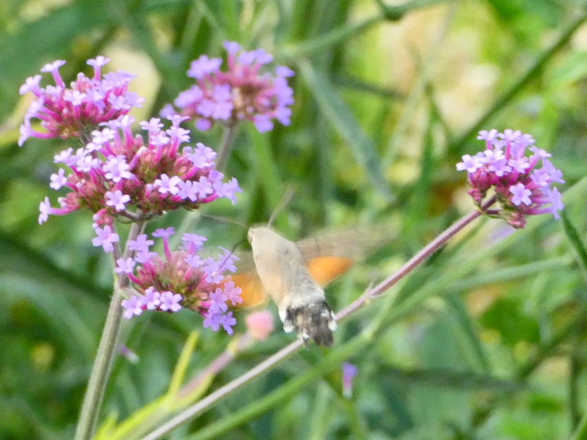 Macroglossum stellatarum - kacsafarkú szender