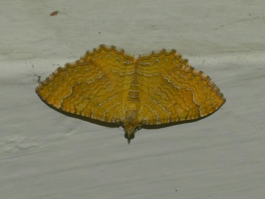 Camptogramma bilineata - kétvonalas sávosaraszoló